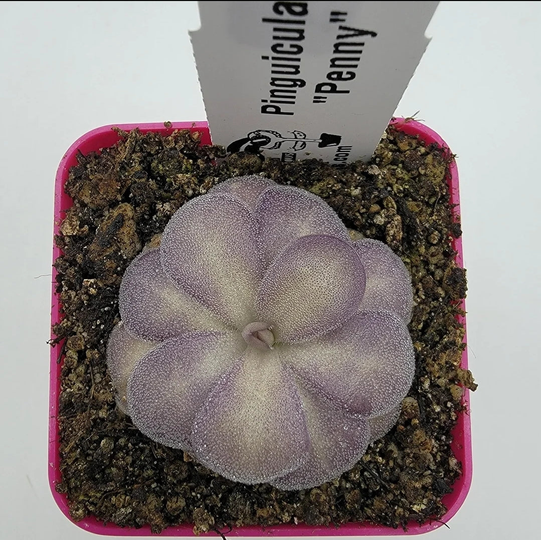 Pinguicula -inchPenny-inch product image 1