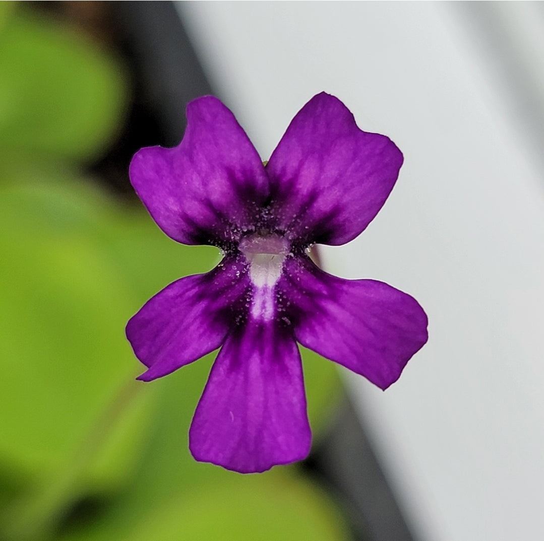 Pinguicula -inchLautner 92/52-inch product image 2