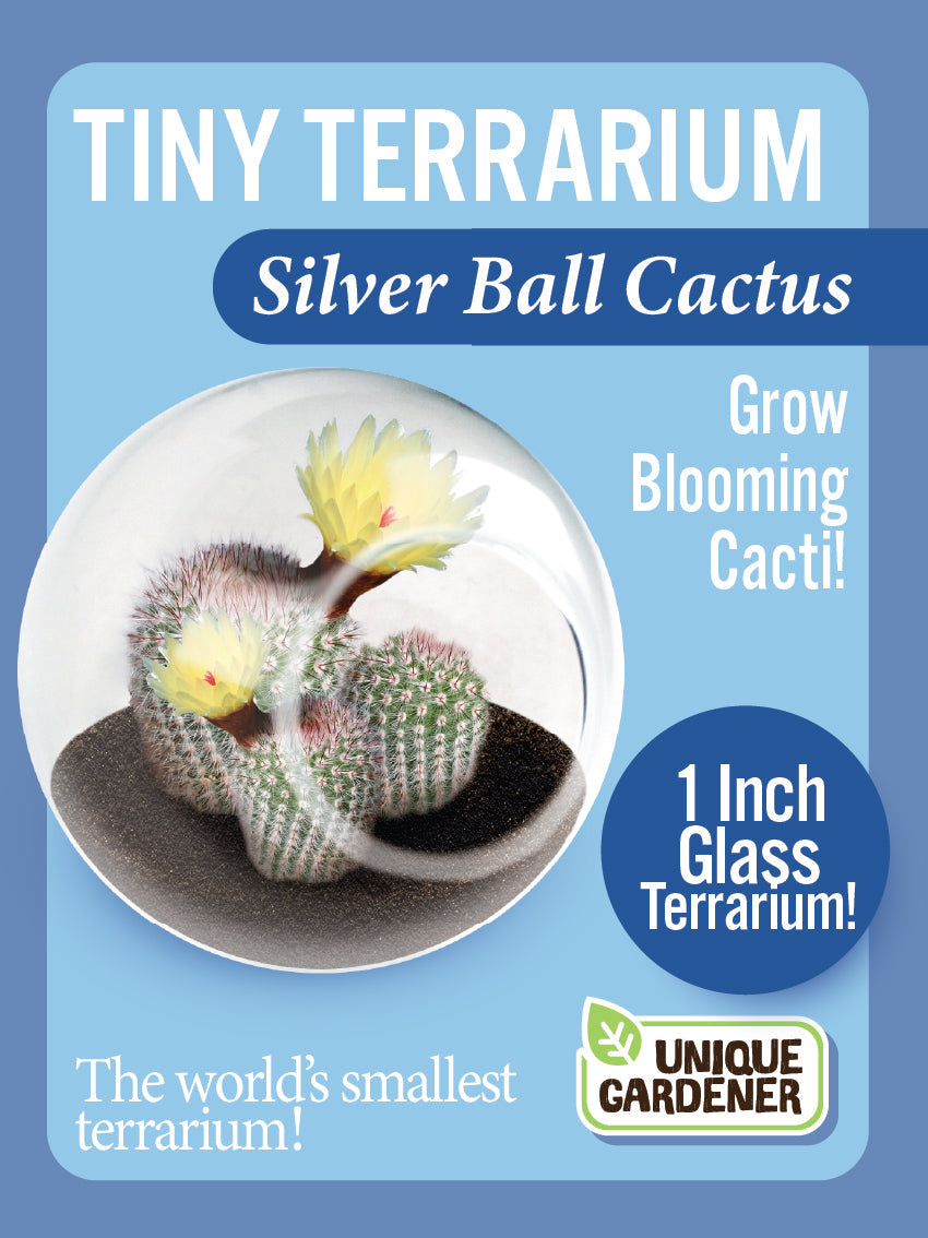 Flowering Cacti Tiny Terrariums Bundle - 2 each of 3 Varieties product image 8