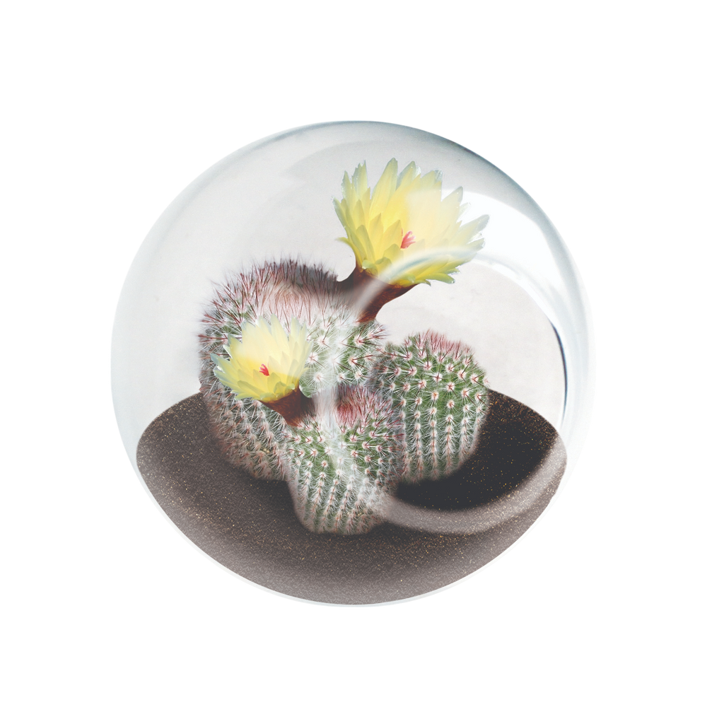 Flowering Cacti Tiny Terrariums Bundle - 2 each of 3 Varieties product image 9