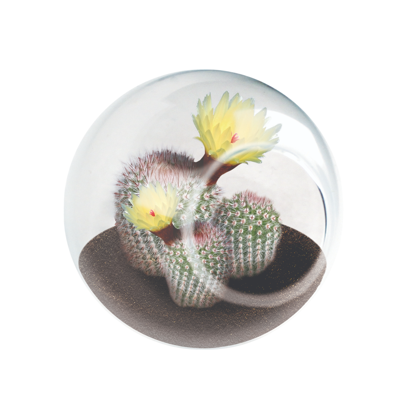 Flowering Cacti Tiny Terrariums Bundle - 2 each of 3 Varieties product image 9