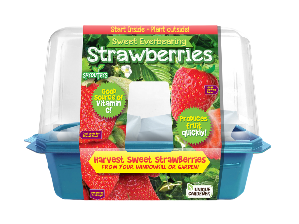 Sweet Everbearing Strawberries Sprouter Terrarium product image 1