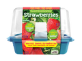 Sweet Everbearing Strawberries Sprouter Terrarium product image 1
