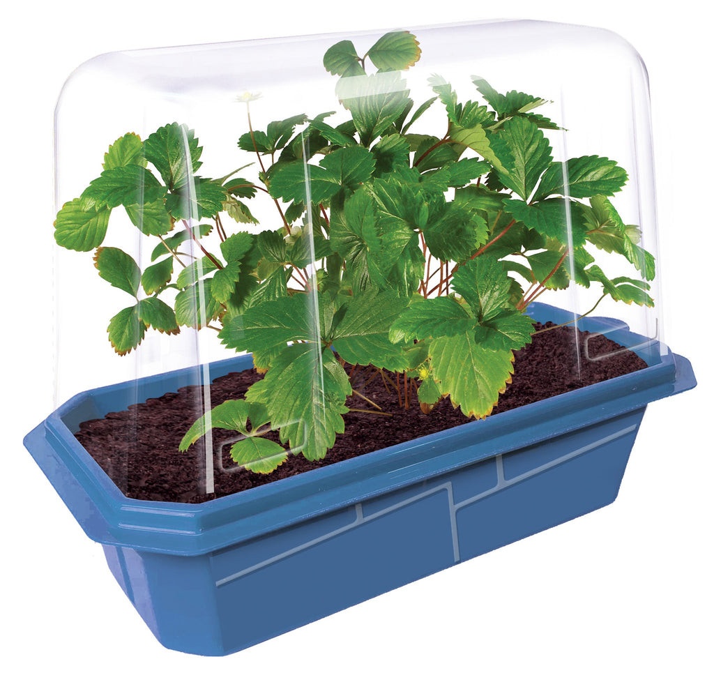 Sweet Everbearing Strawberries Sprouter Terrarium product image 2