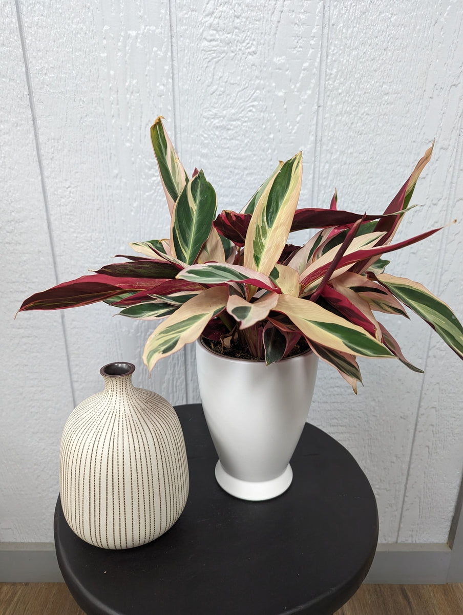 Socialite® Triostar live houseplant product image 2