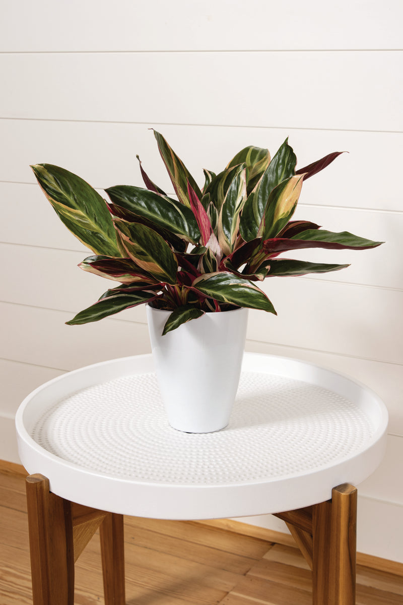 Socialite® Triostar live houseplant product image 1