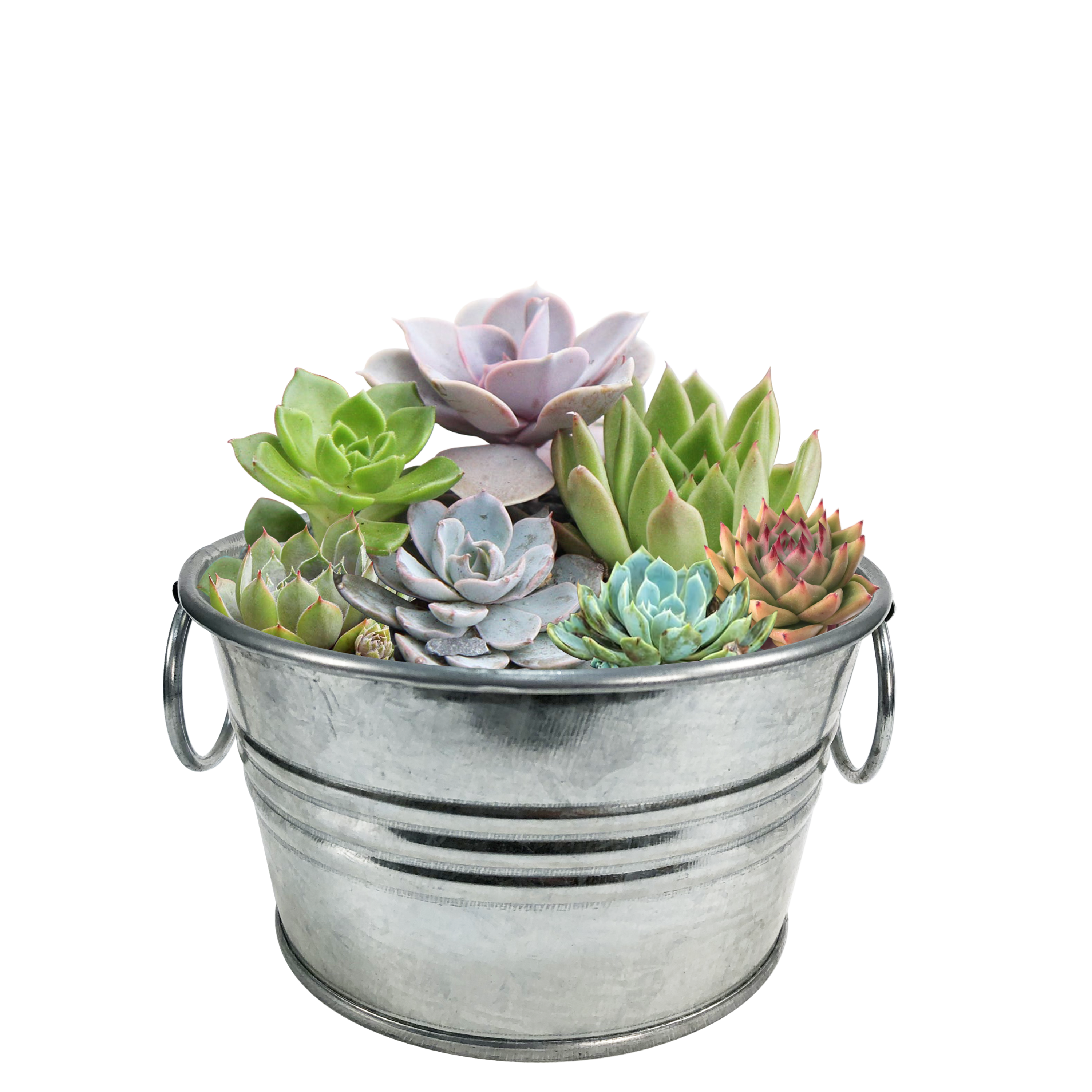 Pail of Peace - Grow Your Own Succulents Multipack of 3 product image 2