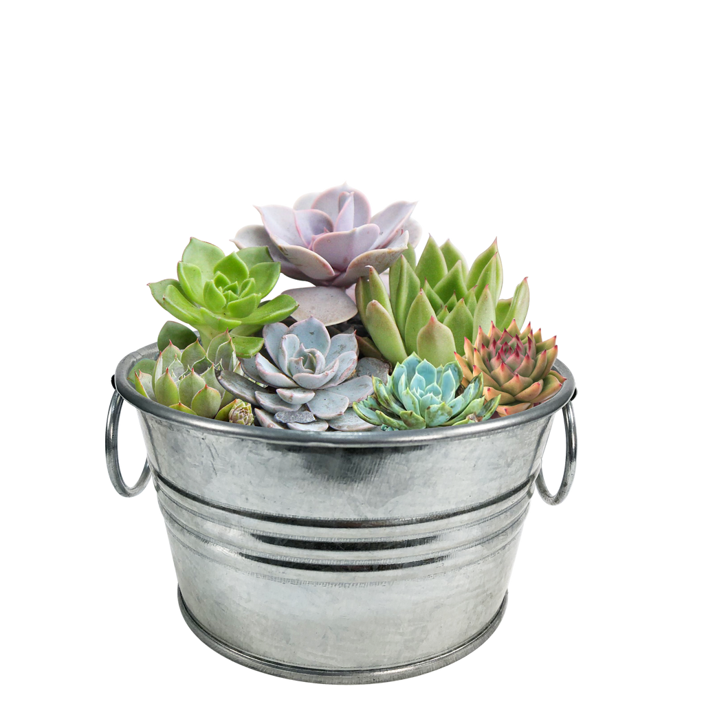 Flowering Tin Garden Variety Pack - 1 Each of 3 Varieties product image 5
