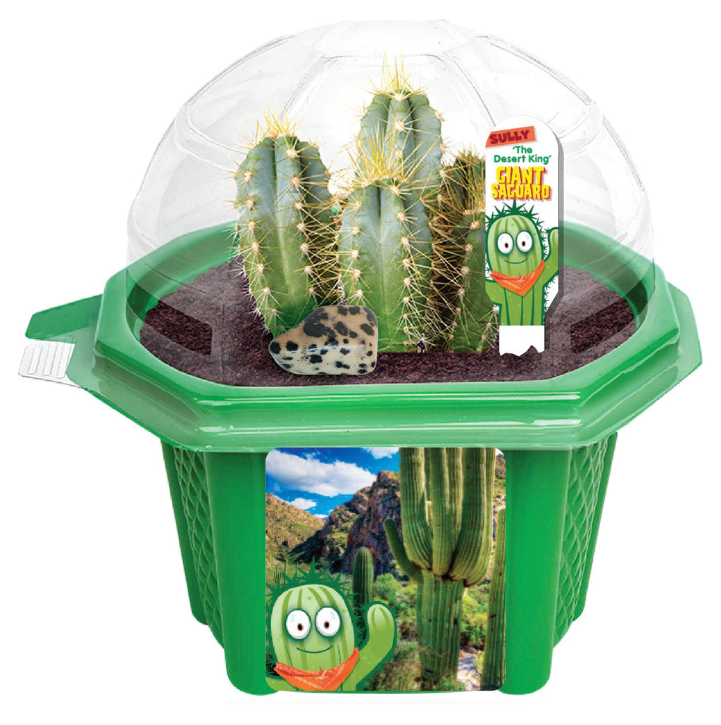 Sully 'The Desert King' Giant Saguaro Micro Dome Terrarium product image 5