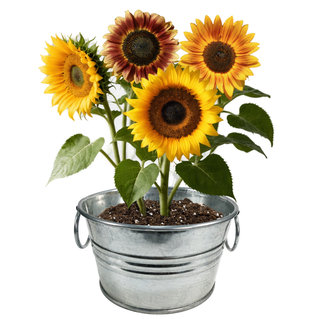 Flowering Tin Garden Variety Pack - 1 Each of 3 Varieties product image 7