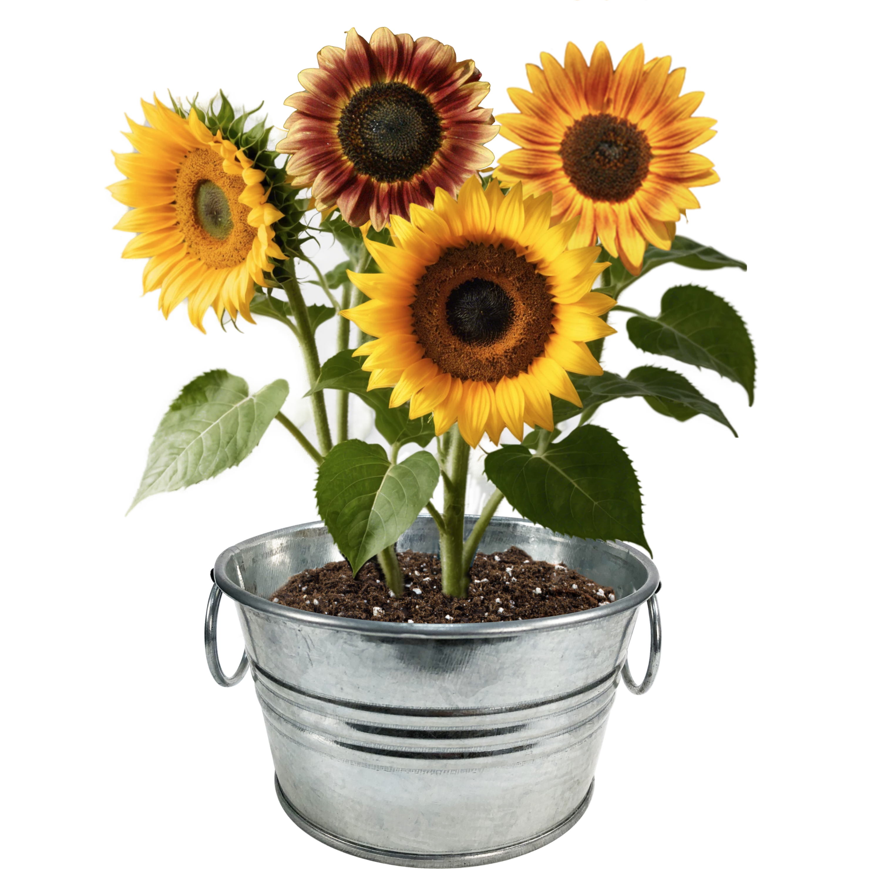 Flowering Tin Garden Variety Pack - 1 Each of 3 Varieties product image 7
