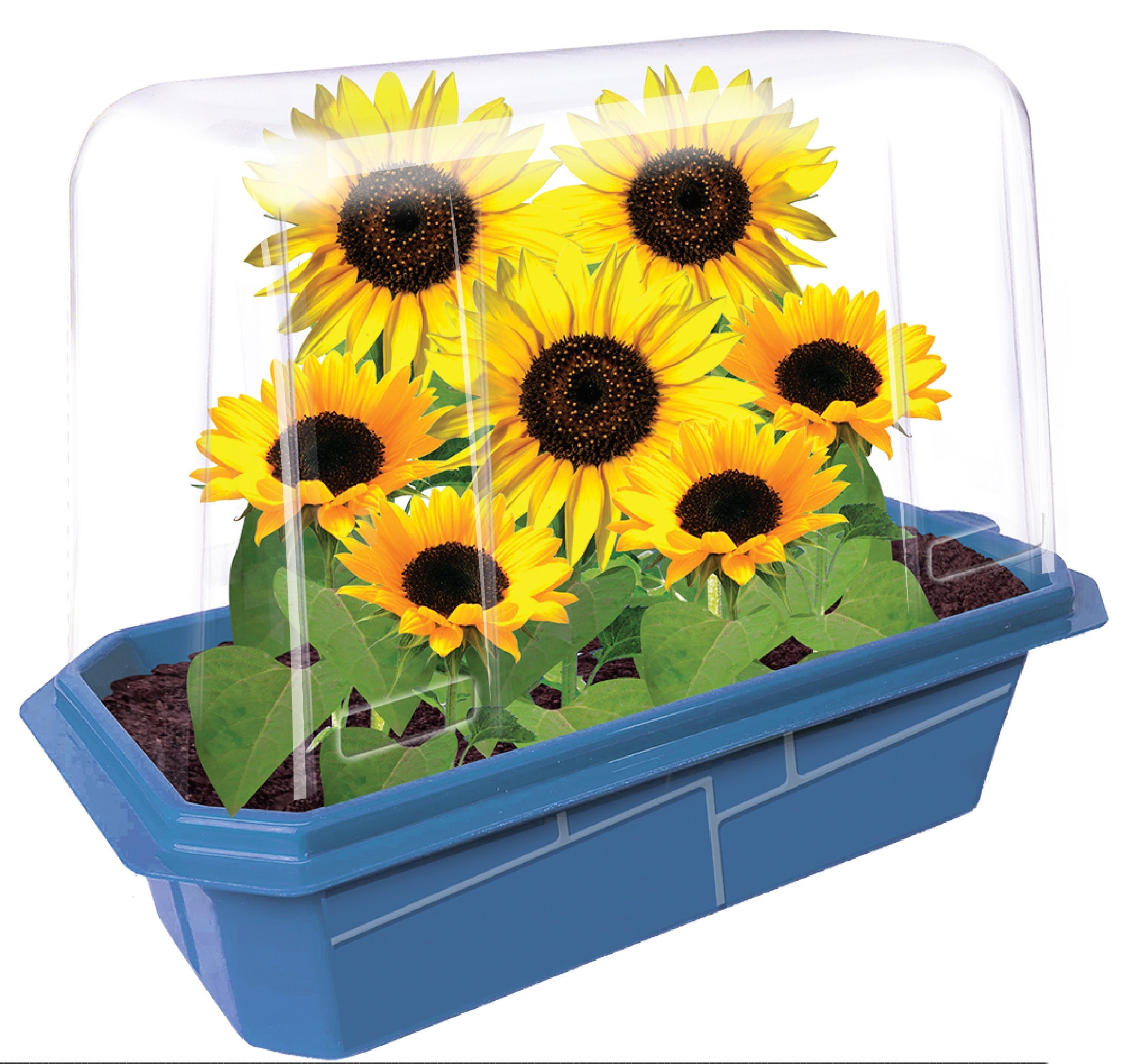 Dwarf Sunflowers Sprouter Terrarium product image 2
