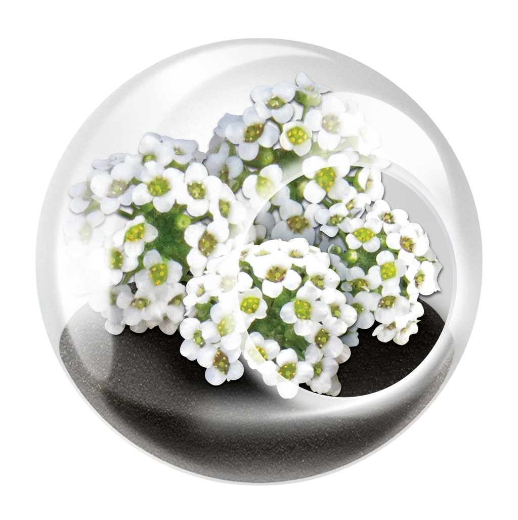 Flowering Tiny Terrariums Bundle - 1 each of 6 Varieties — product image 9