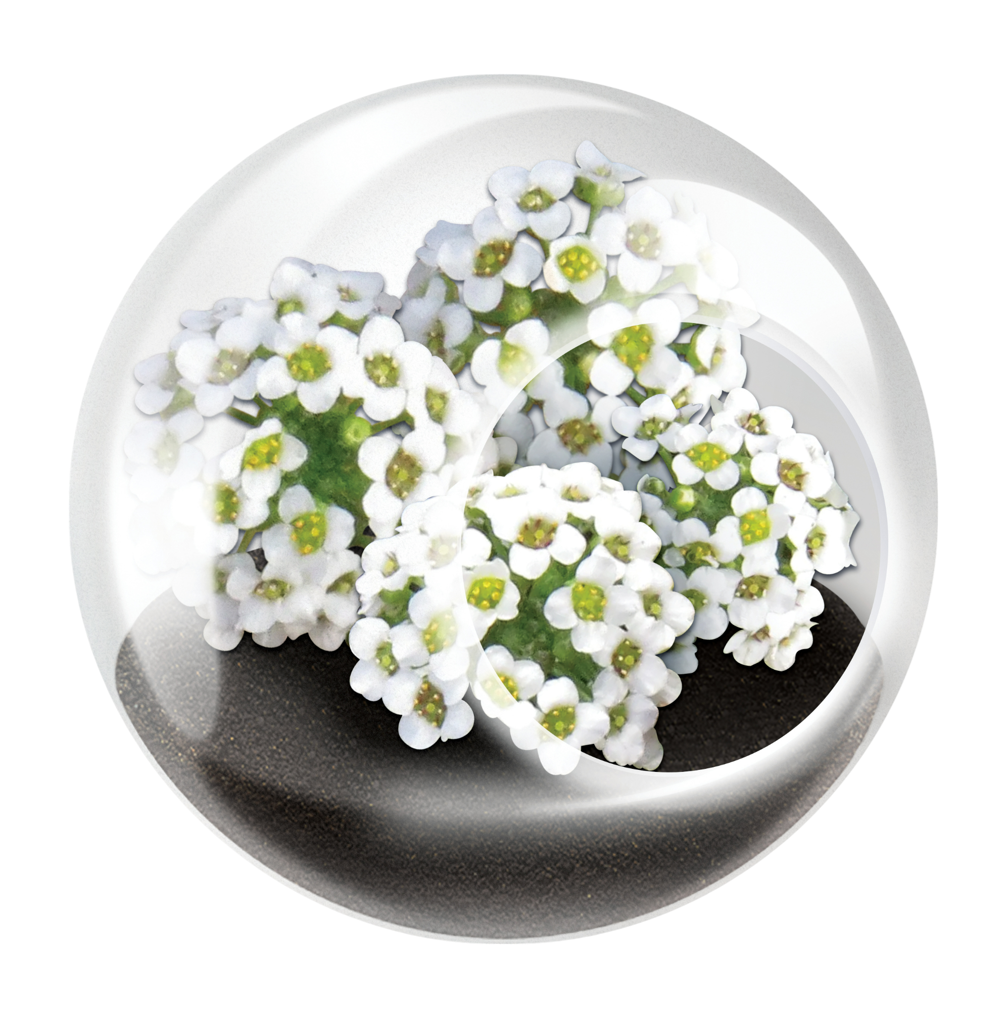 Flowering Tiny Terrariums Bundle - 1 each of 6 Varieties — product image 9