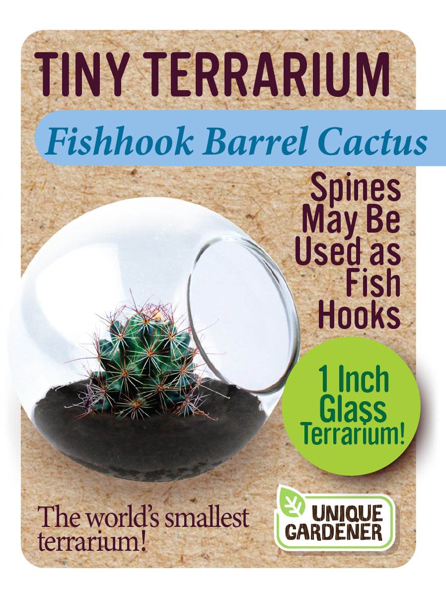 Cacti Tiny Terrariums Bundle - 1 each of 6 Varieties — product image 5