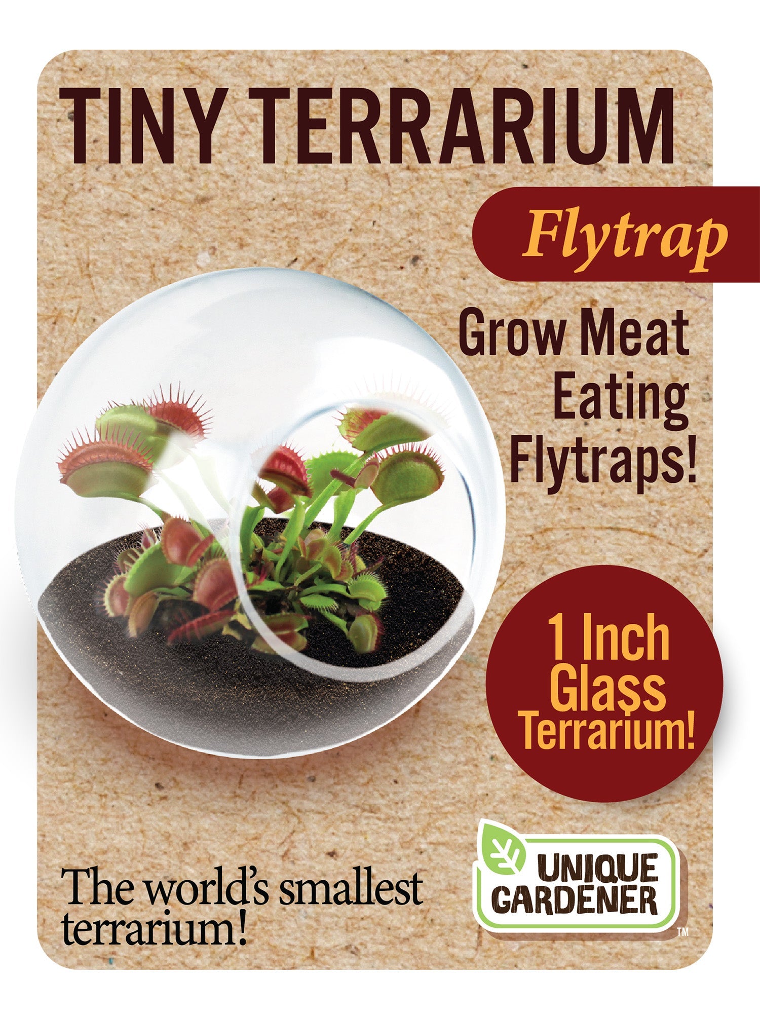 Carnivorous Tiny Terrariums Bundle - 2 each of 2 Varieties — product image 3