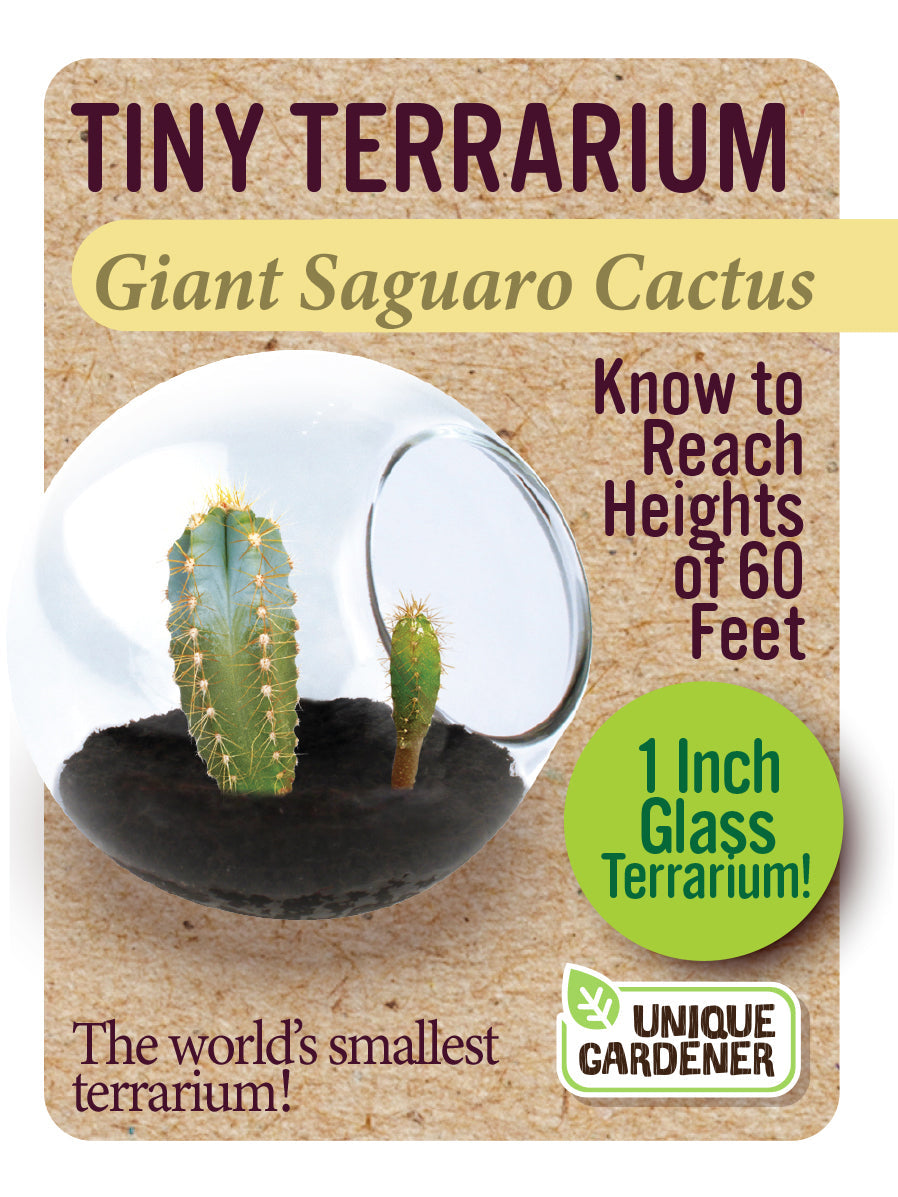 Cacti Tiny Terrariums Bundle - 1 each of 6 Varieties — product image 6