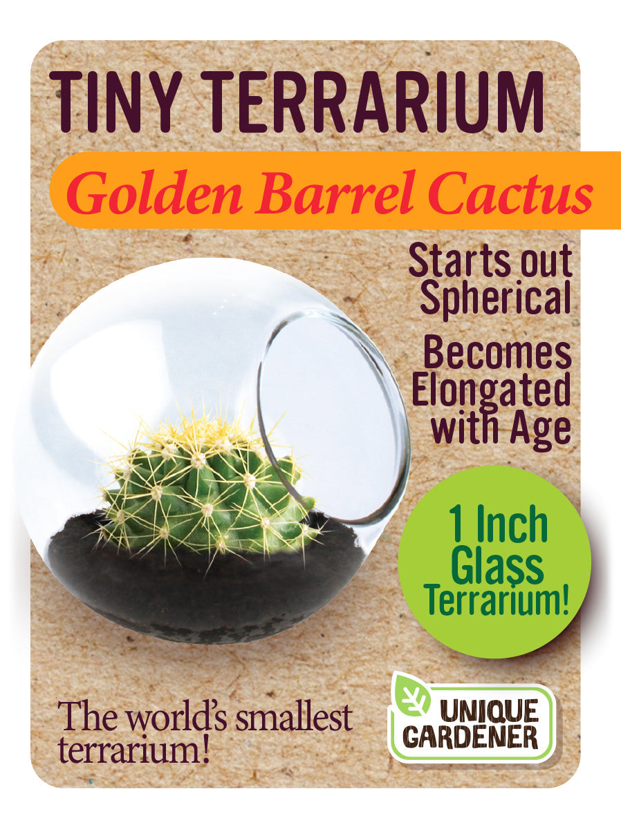 Cacti Tiny Terrariums Bundle - 1 each of 6 Varieties — product image 7