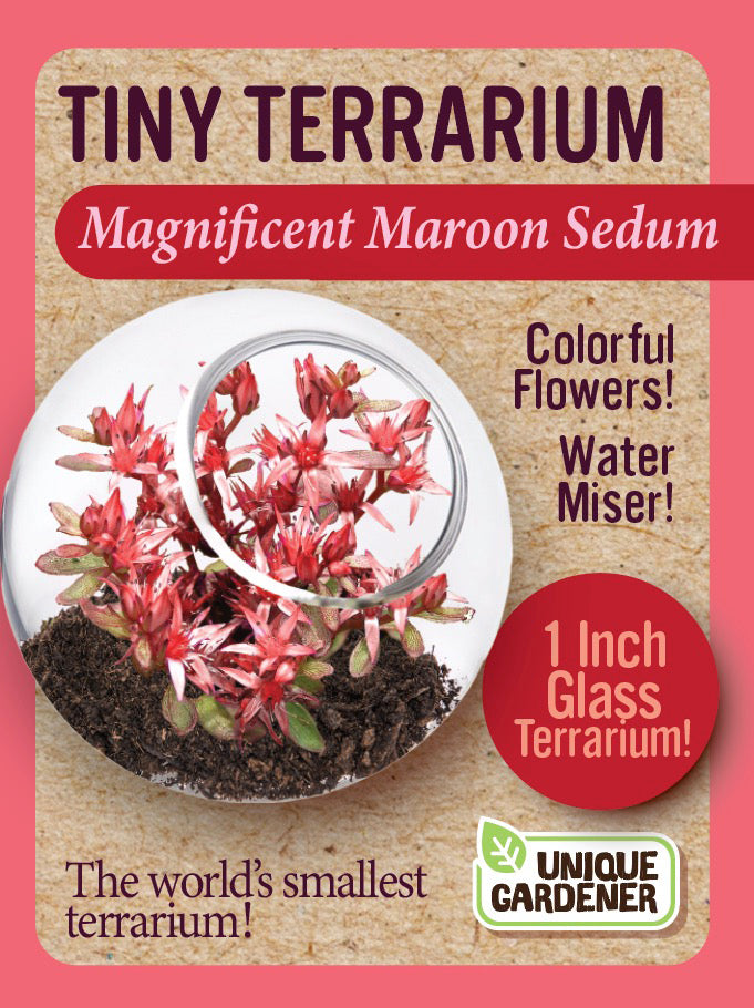Sedum Tiny Terrariums Bundle - 1 each of 4 Varieties product image 3