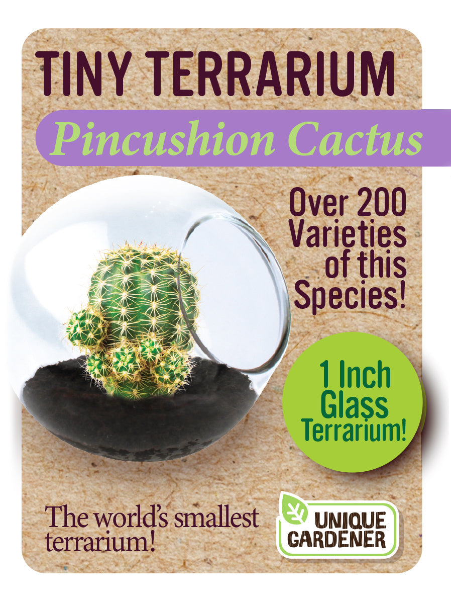 Cacti Tiny Terrariums Bundle - 1 each of 6 Varieties — product image 8
