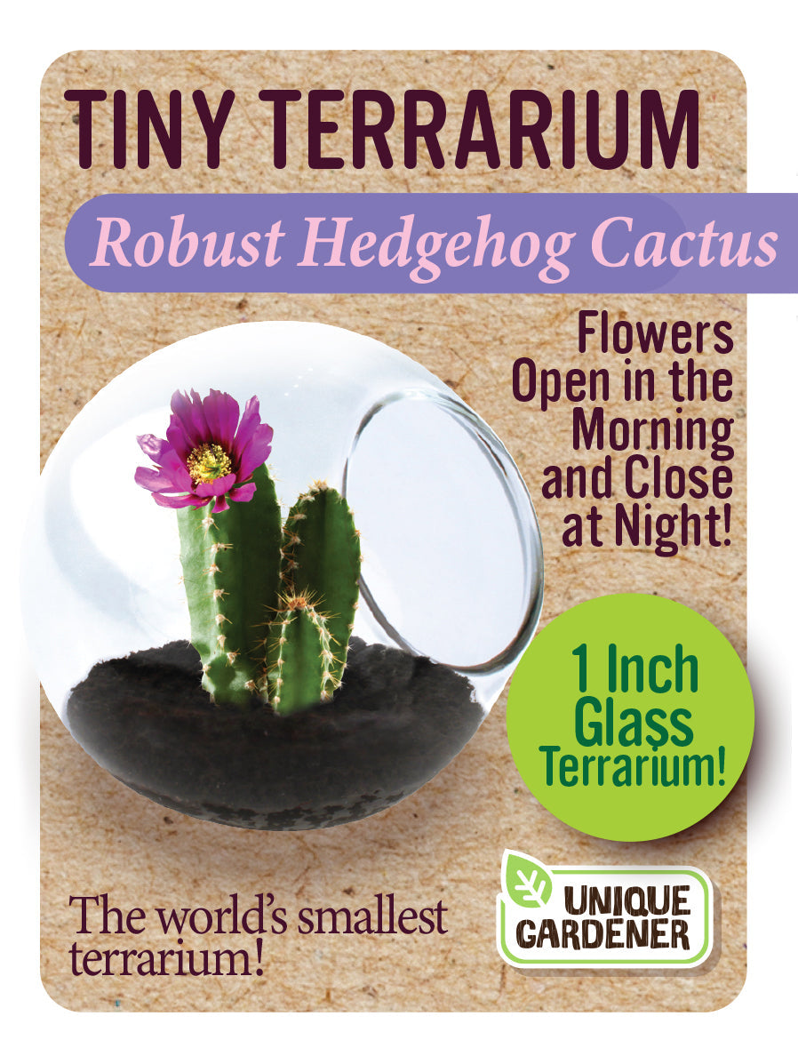 Cacti Tiny Terrariums Bundle - 1 each of 6 Varieties — product image 10