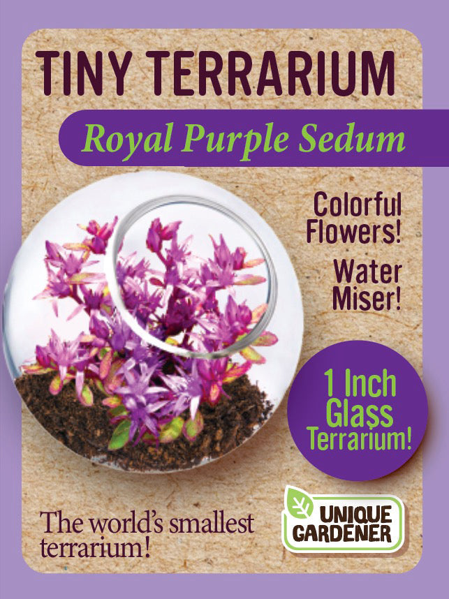 Sedum Tiny Terrariums Bundle - 1 each of 4 Varieties product image 4