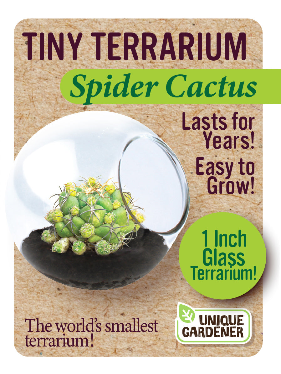 Cacti Tiny Terrariums Bundle - 1 each of 6 Varieties — product image 11