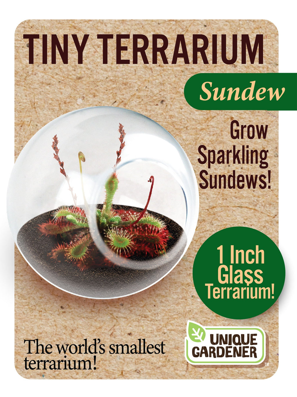 Carnivorous Tiny Terrariums Bundle - 2 each of 2 Varieties — product image 4