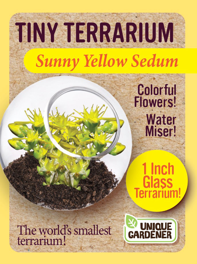 Sedum Tiny Terrariums Bundle - 1 each of 4 Varieties product image 5