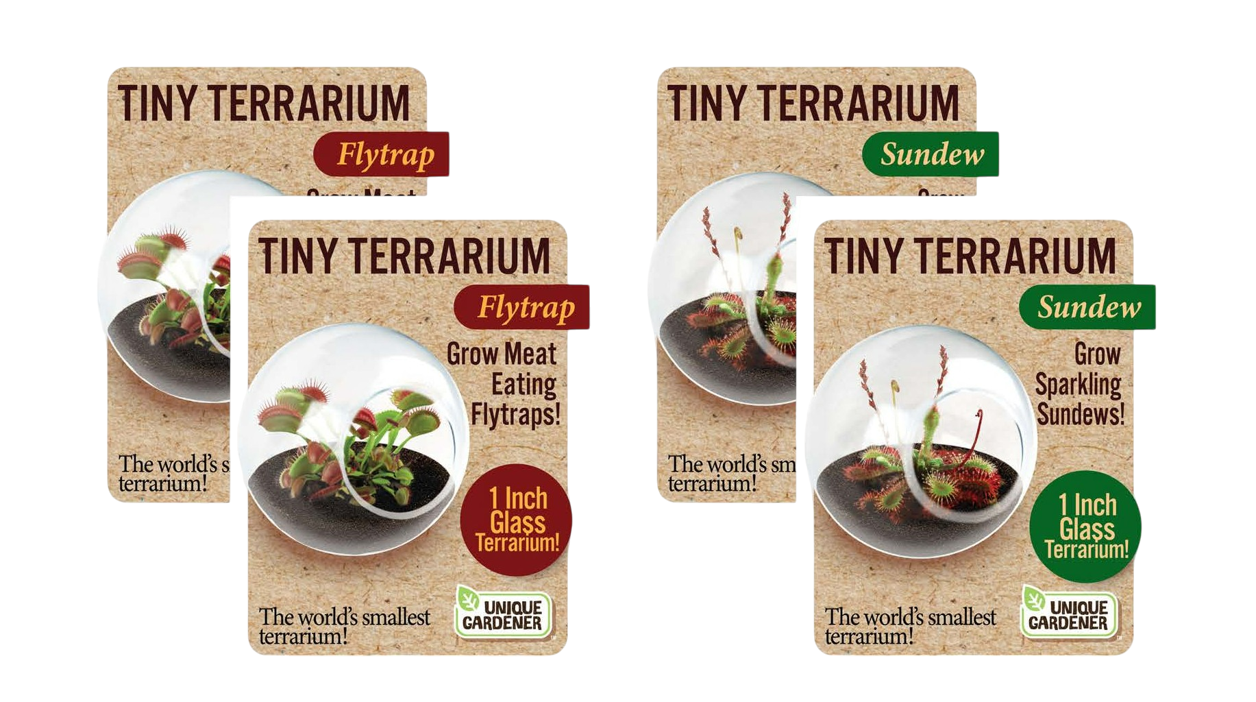 Carnivorous Tiny Terrariums Bundle - 2 each of 2 Varieties — product image 1