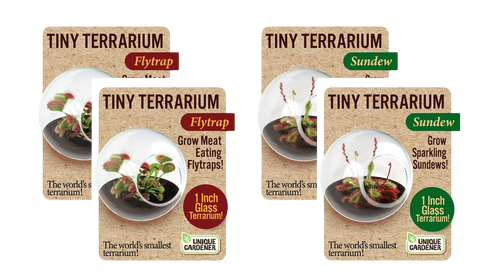 Carnivorous Tiny Terrariums Bundle - 2 each of 2 Varieties — product image 1