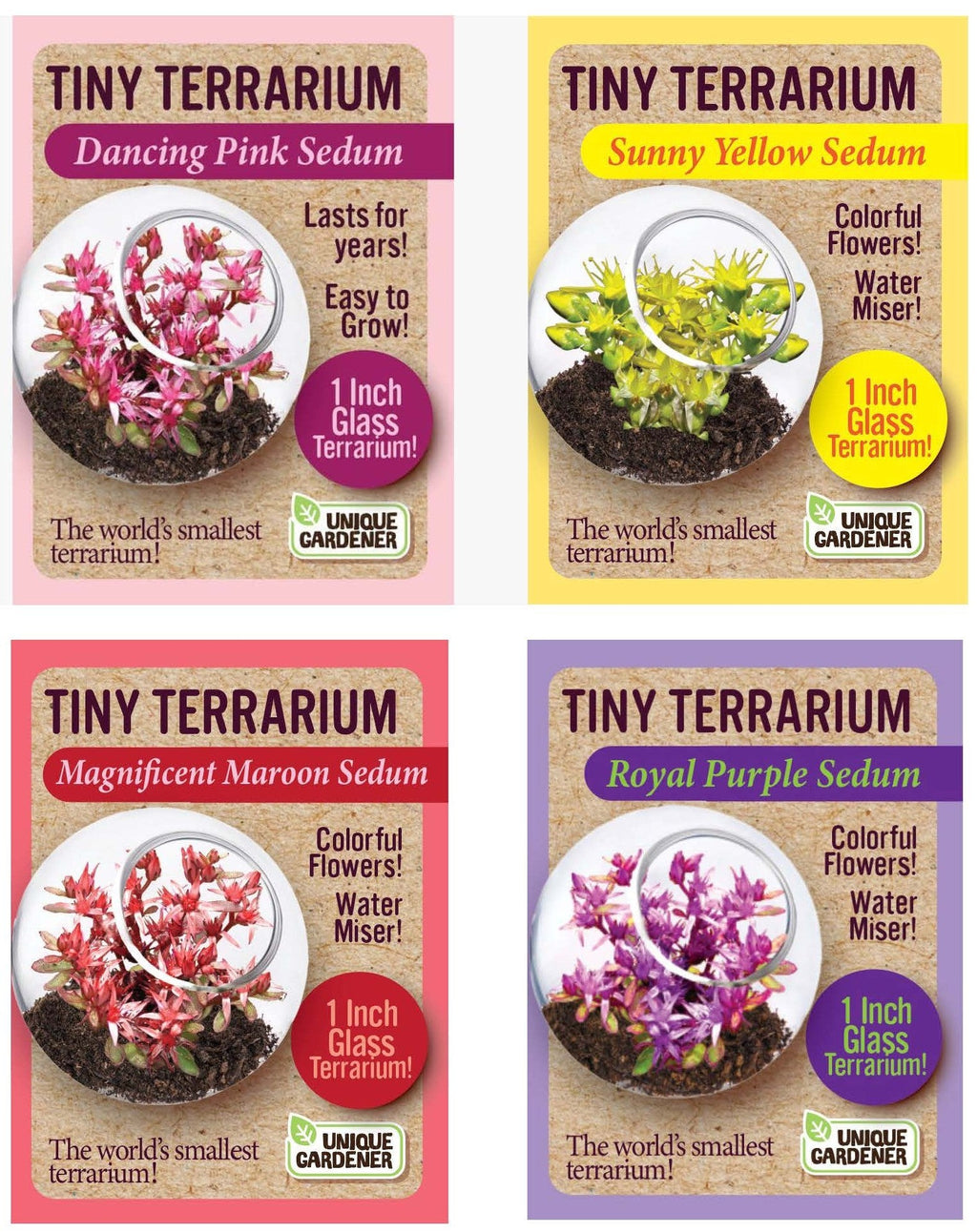 Sedum Tiny Terrariums Bundle - 1 each of 4 Varieties product image 1