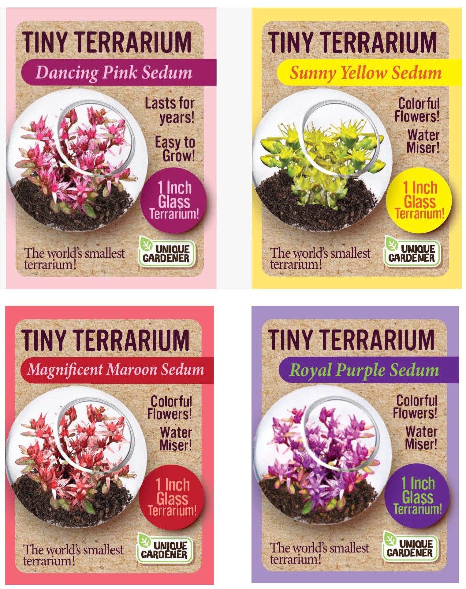 Sedum Tiny Terrariums Bundle - 1 each of 4 Varieties product image 1