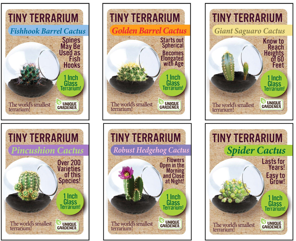 Cacti Tiny Terrariums Bundle - 1 each of 6 Varieties — product image 1