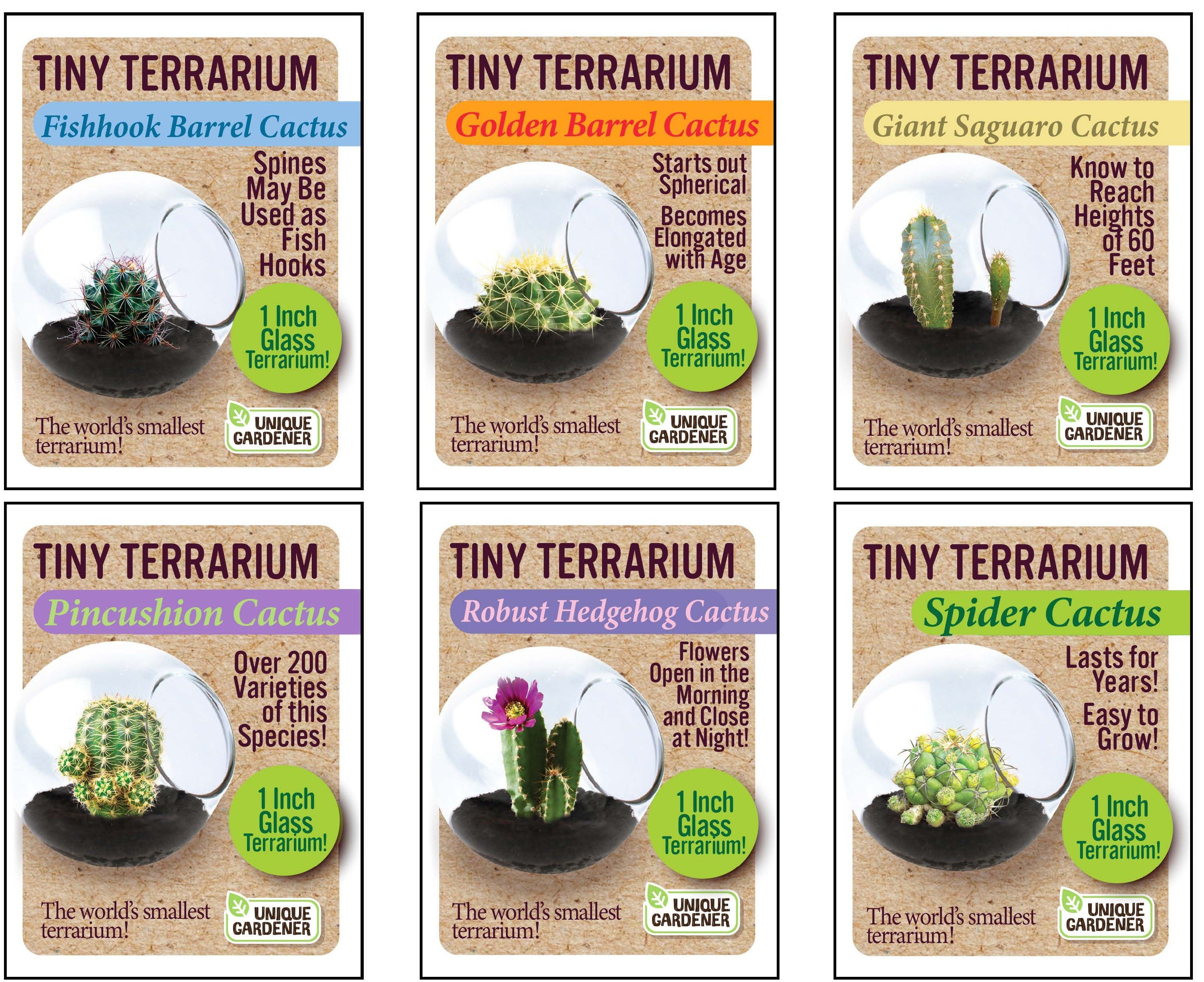 Cacti Tiny Terrariums Bundle - 1 each of 6 Varieties — product image 1