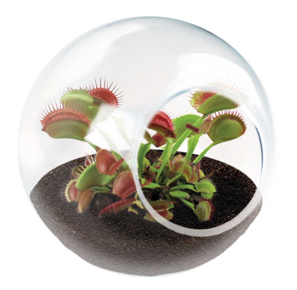 Carnivorous Tiny Terrariums Bundle - 2 each of 2 Varieties — product image 2