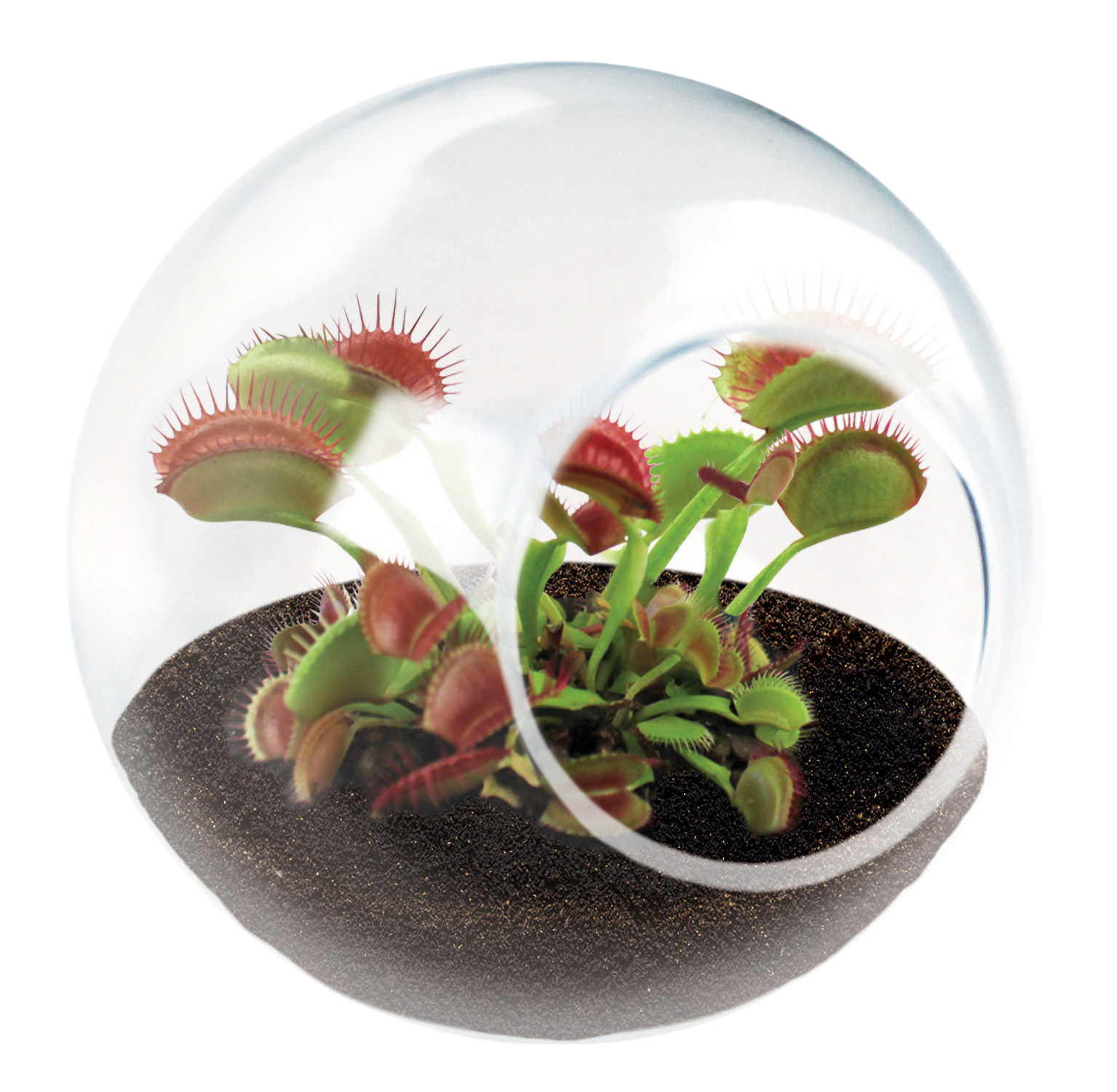 Carnivorous Tiny Terrariums Bundle - 2 each of 2 Varieties — product image 2