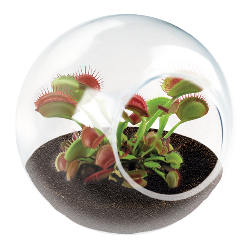 Carnivorous Tiny Terrariums Bundle - 2 each of 2 Varieties — product image 2