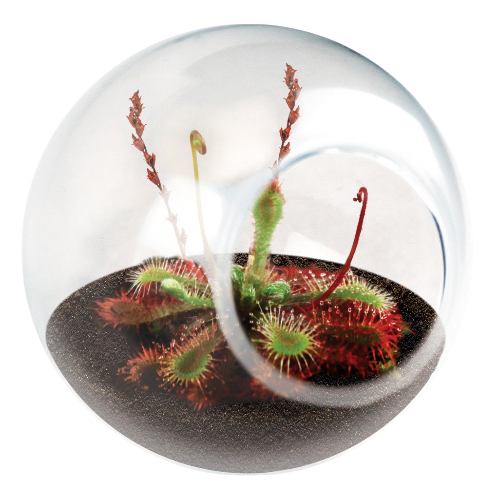 Carnivorous Tiny Terrariums Bundle - 2 each of 2 Varieties — product image 5
