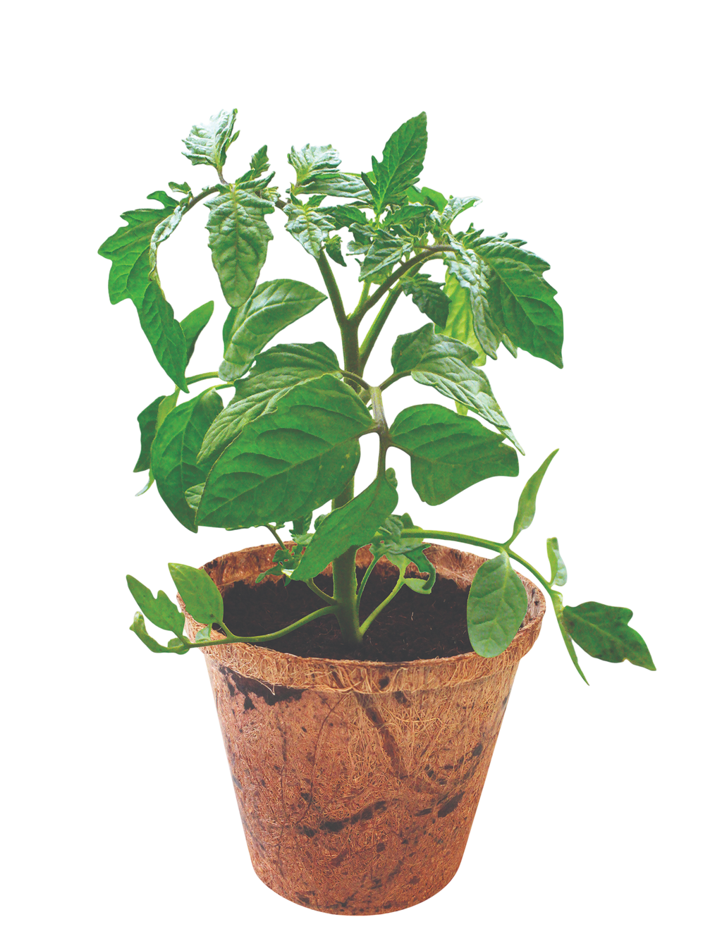 Grape Tomatoes Plant-It-Starters - Multipack of 4 — product image 3
