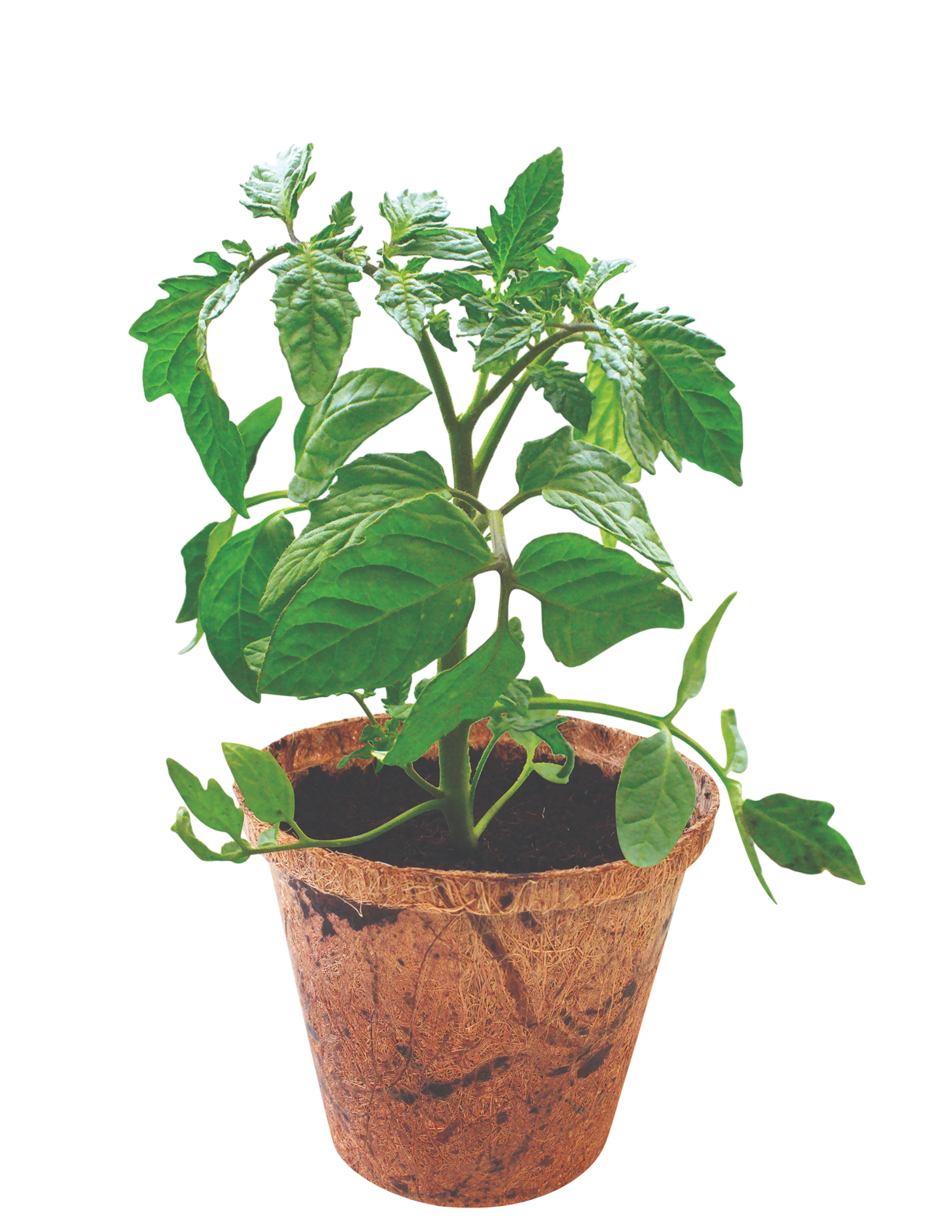 Grape Tomatoes Plant-It-Starters - Multipack of 4 — product image 3