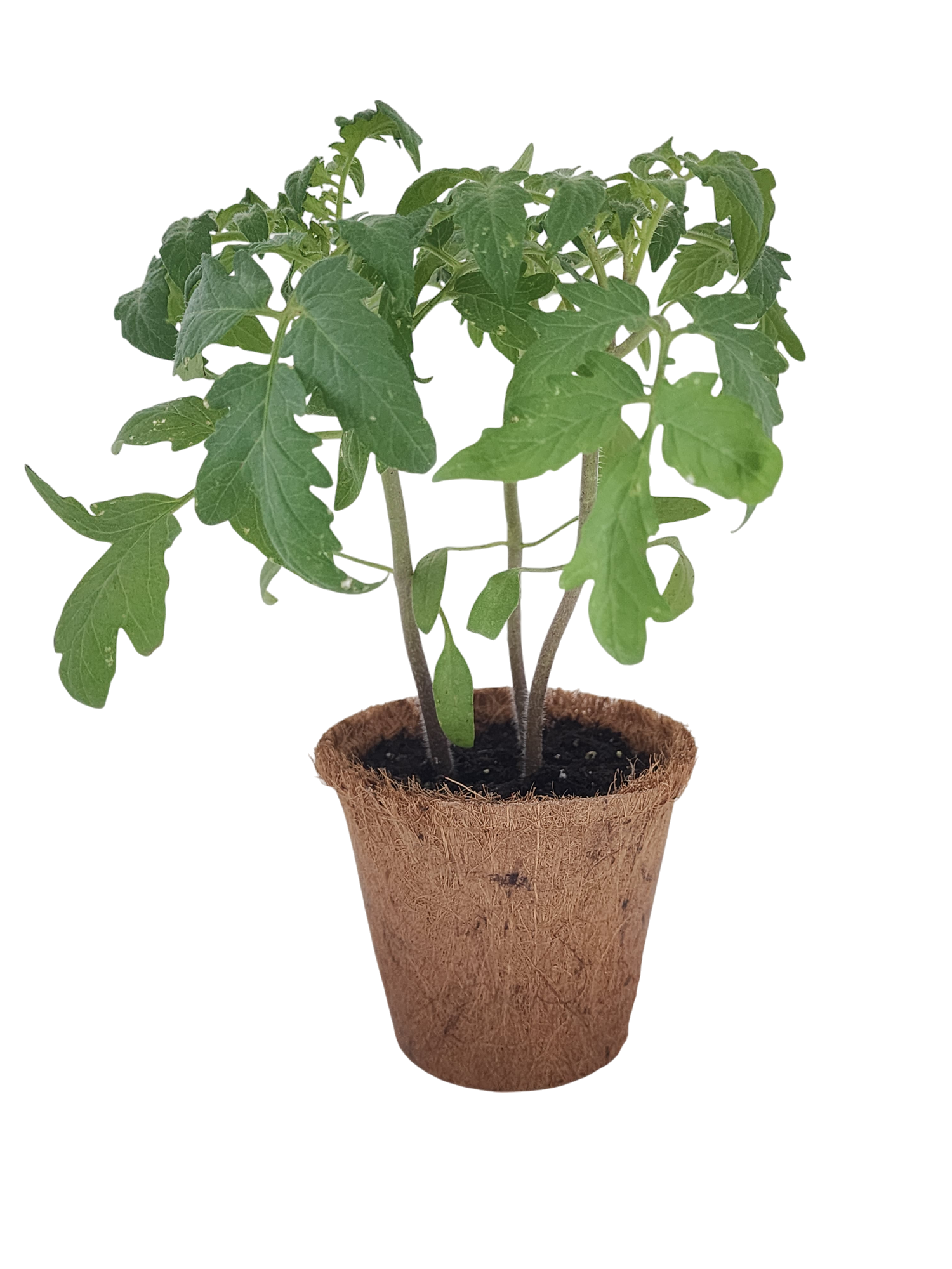 Grape Tomatoes Plant-It-Starters - Multipack of 4 — product image 2