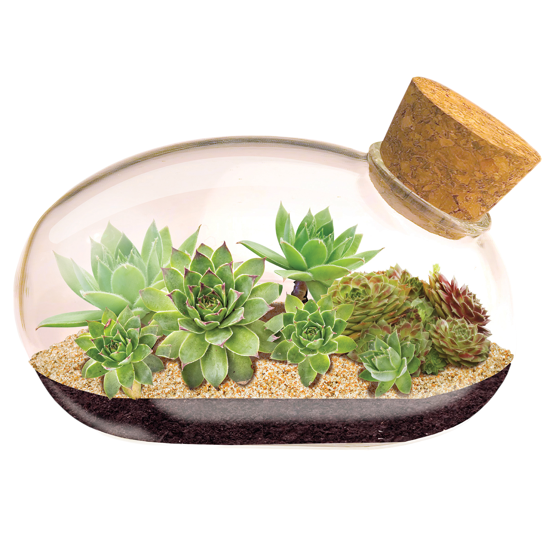 The Succulent Star Mouse Garden Glass Terrarium with Cork product image 2