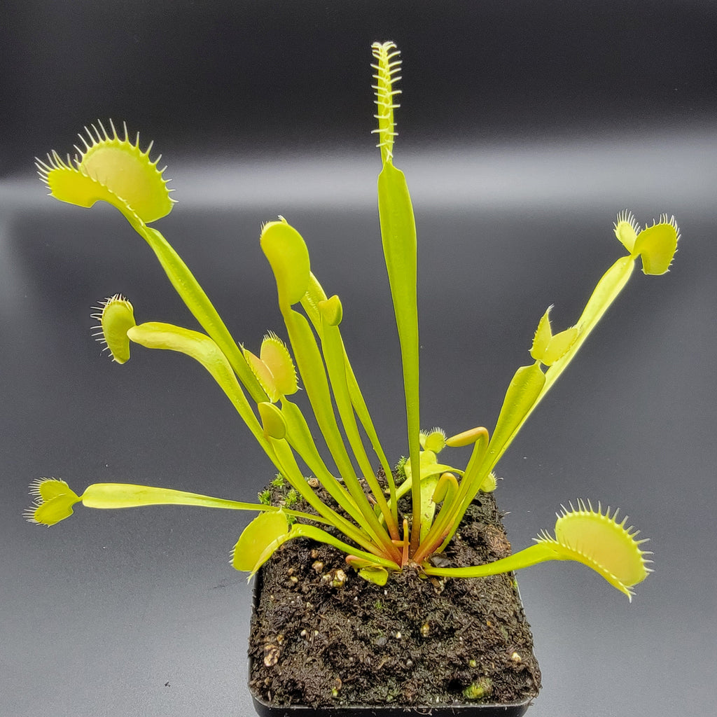 Venus flytrap (Dionaea muscipula) 'B52' x 'DC-XL' product image 5