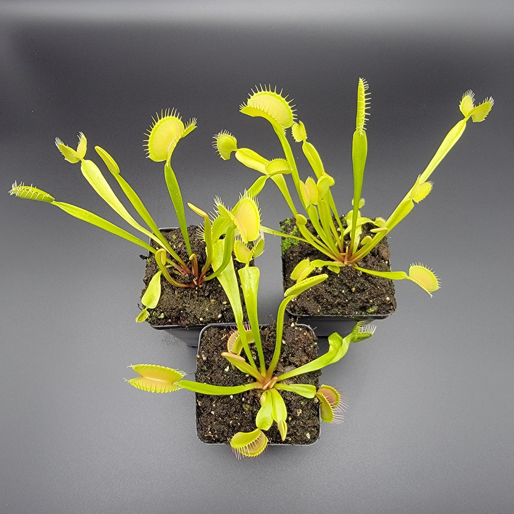 Venus flytrap (Dionaea muscipula) 'B52' x 'DC-XL' product image 2
