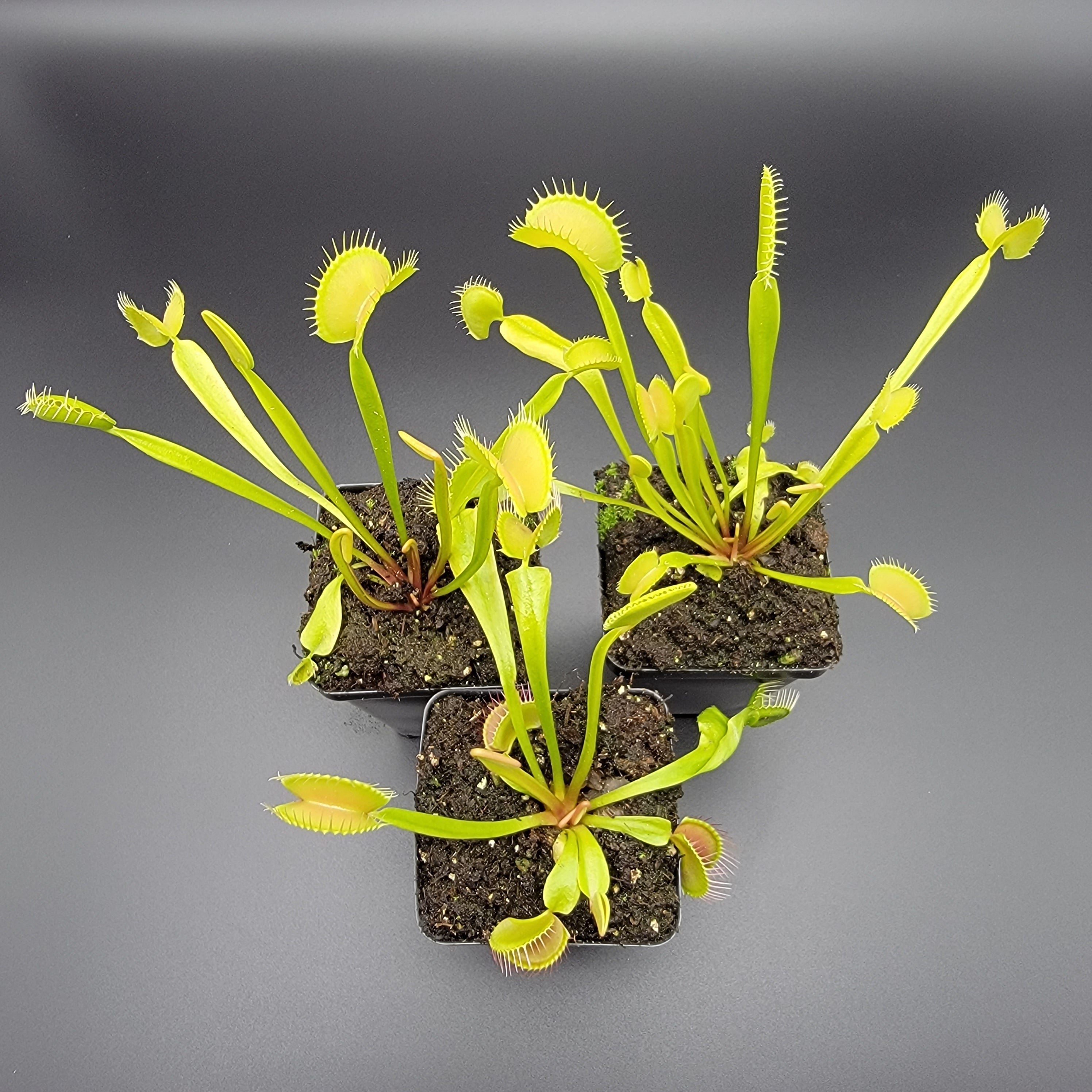 Venus flytrap (Dionaea muscipula) 'B52' x 'DC-XL' product image 2