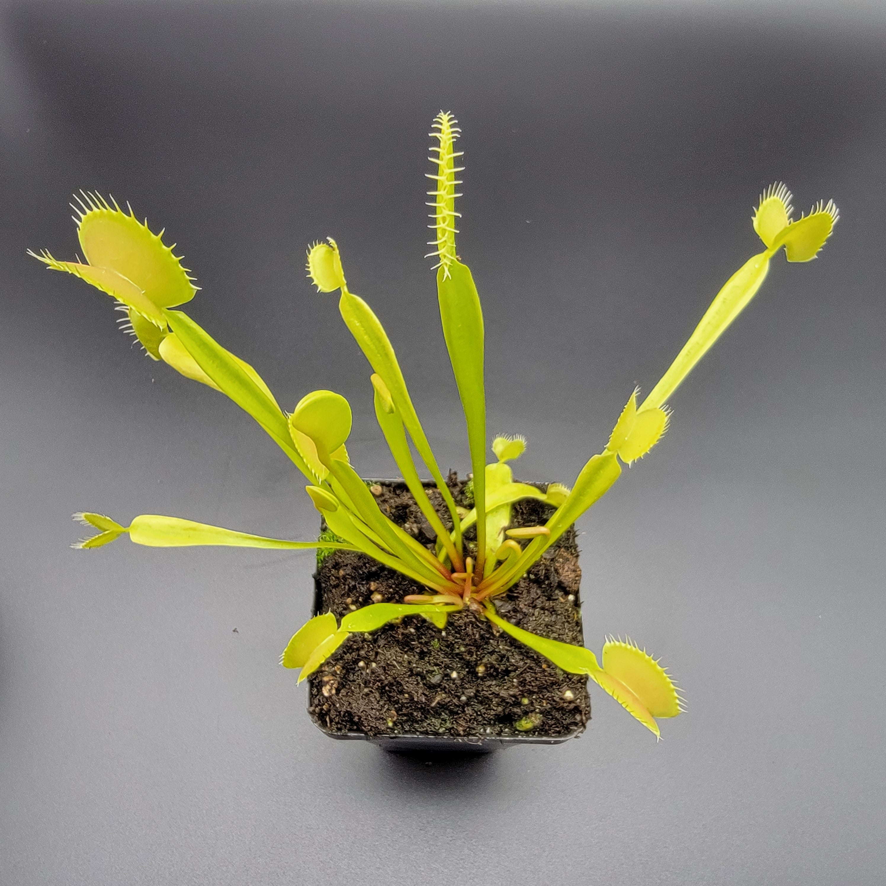 Venus flytrap (Dionaea muscipula) 'B52' x 'DC-XL' product image 4