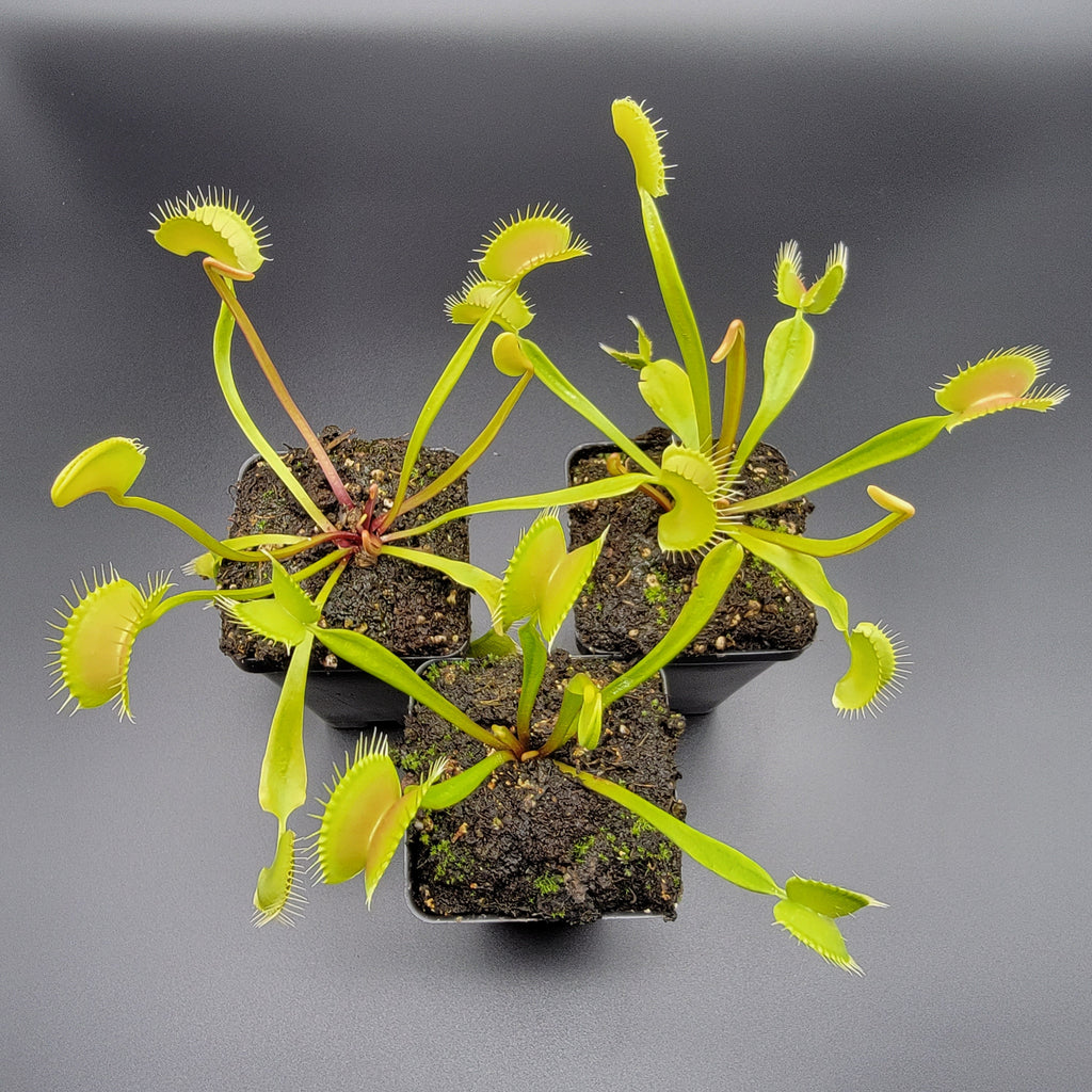Venus flytrap (Dionaea muscipula) 'B52' x 'Ginormous' live plant product image 1