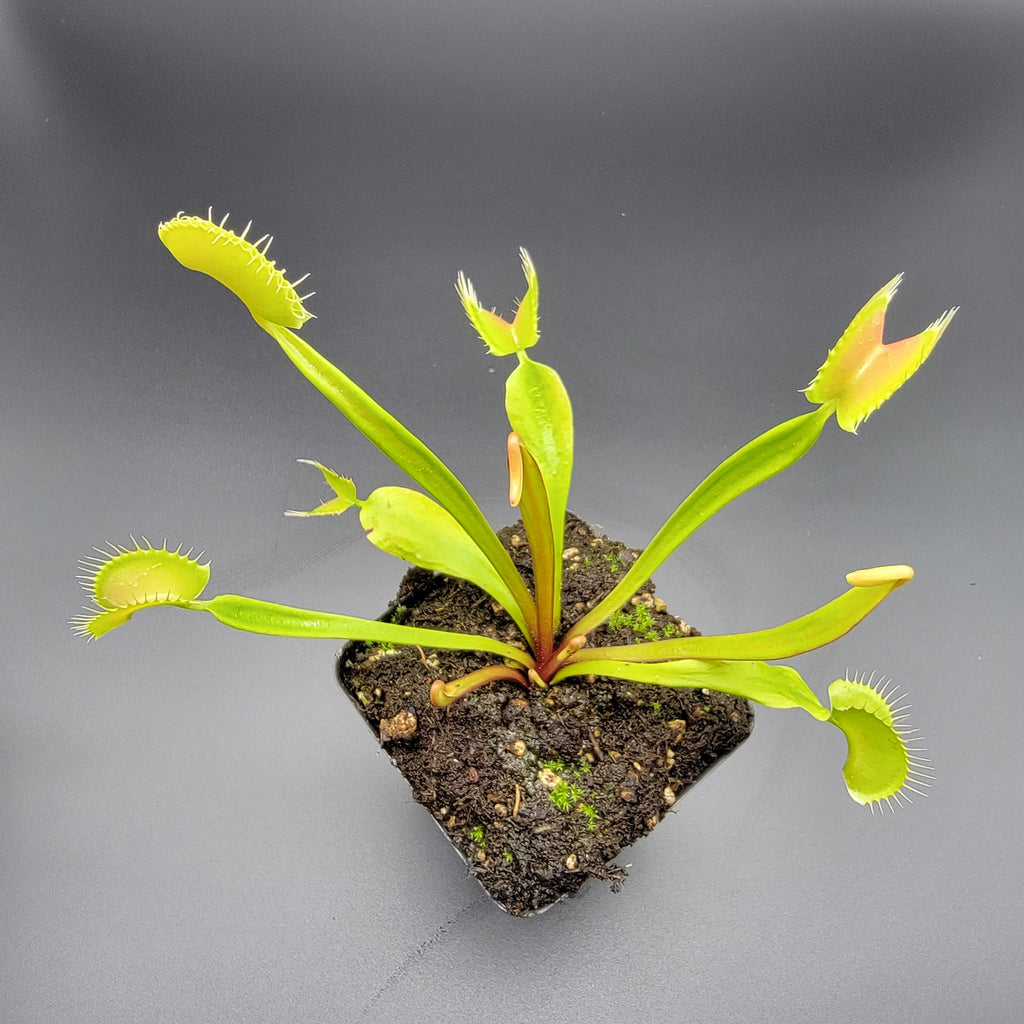 Venus flytrap (Dionaea muscipula) 'B52' x 'Ginormous' live plant product image 2