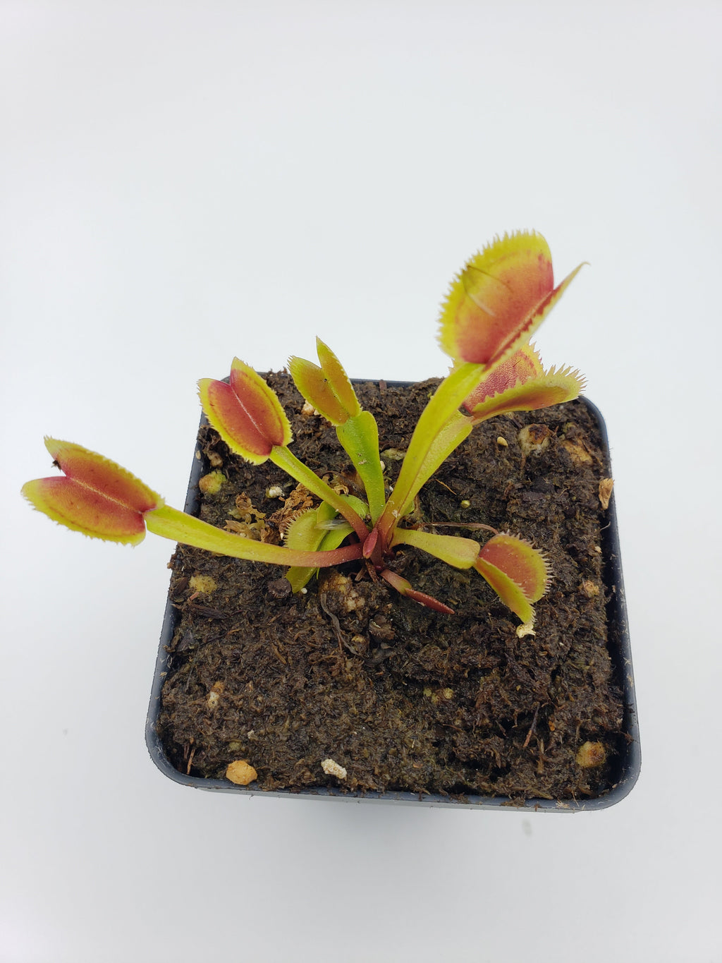 Venus flytrap (Dionaea muscipula) Brutal Shark live plant product image 2